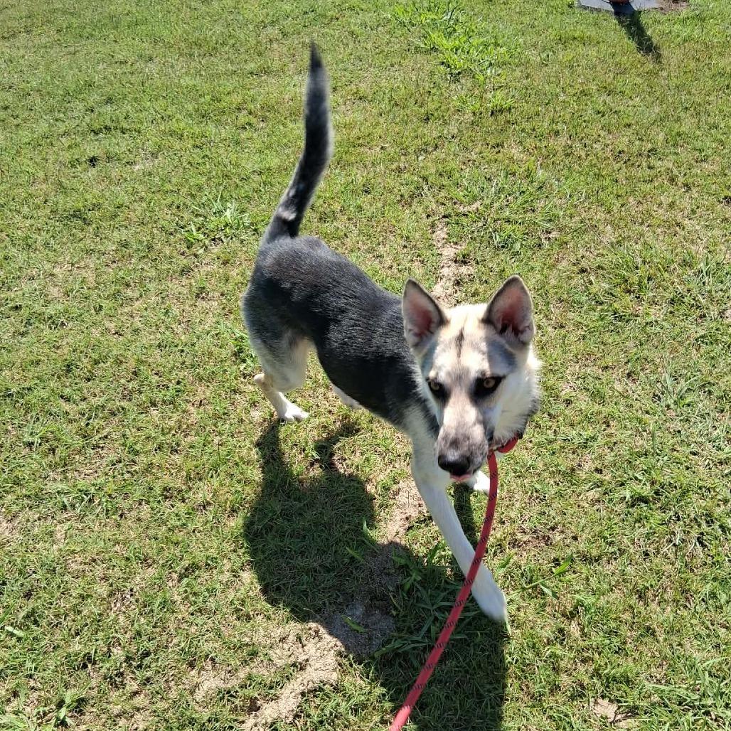 Rarity, a Adoptable Mixed Breed in Dickinson, TX image 2/6