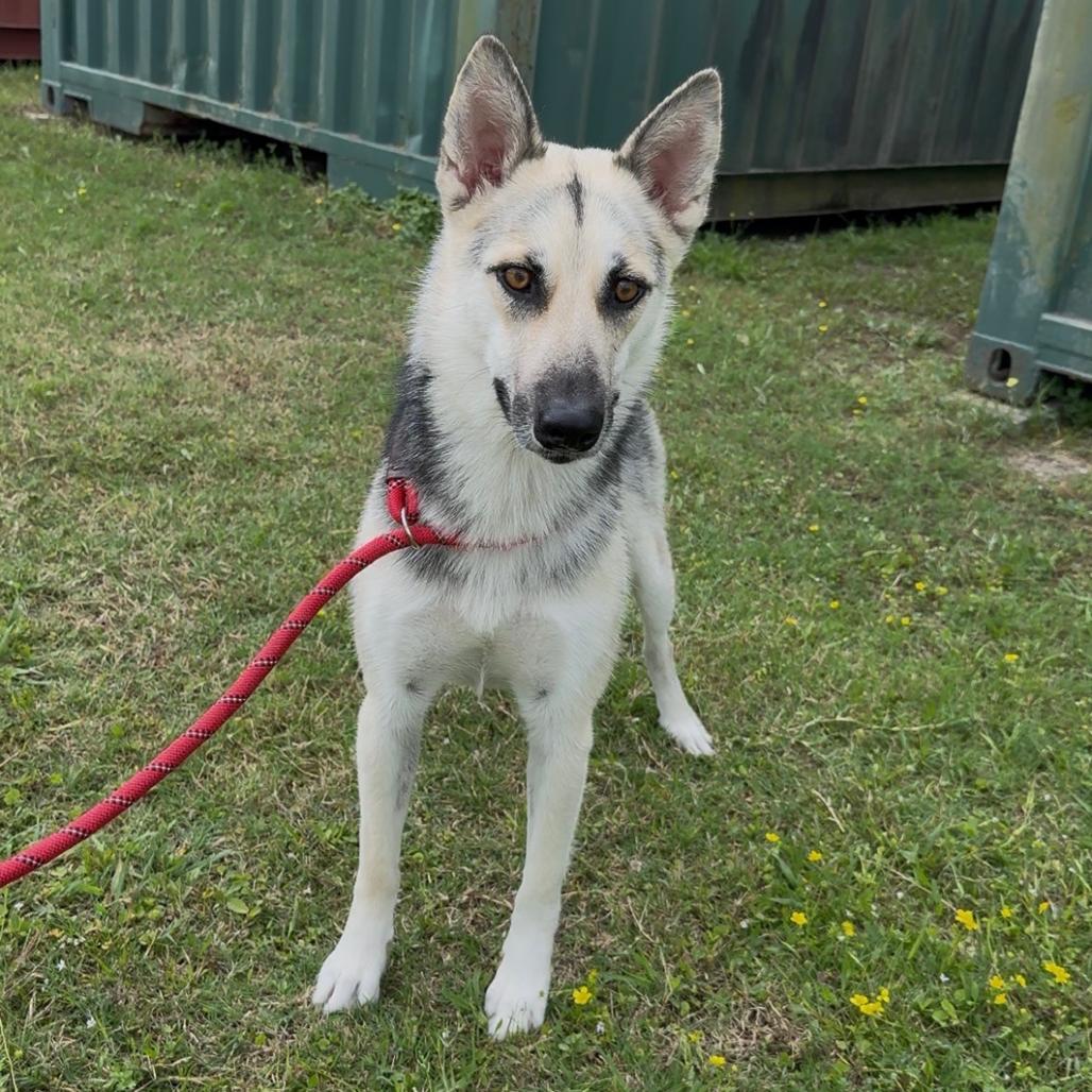 Rarity, a Adoptable Mixed Breed in Dickinson, TX image 3/6