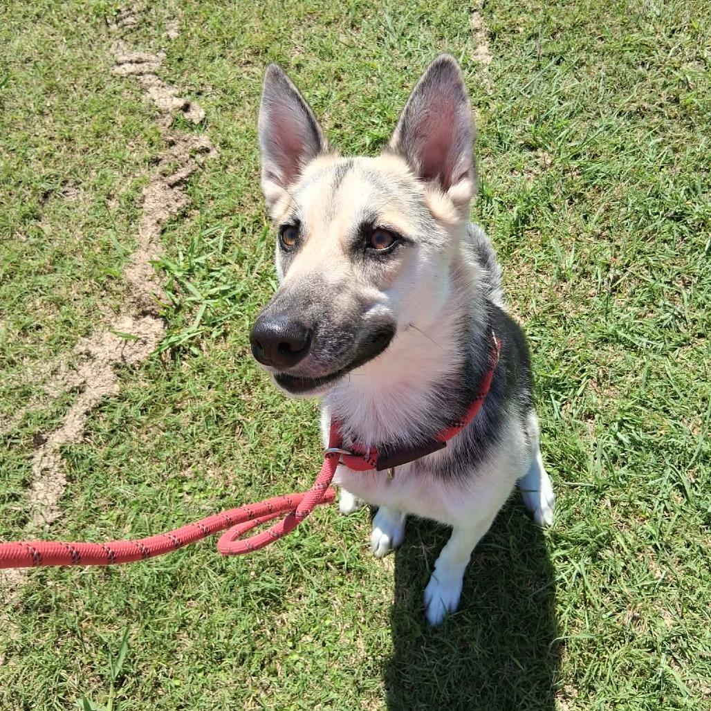 Rarity, a Adoptable Mixed Breed in Dickinson, TX image 4/6