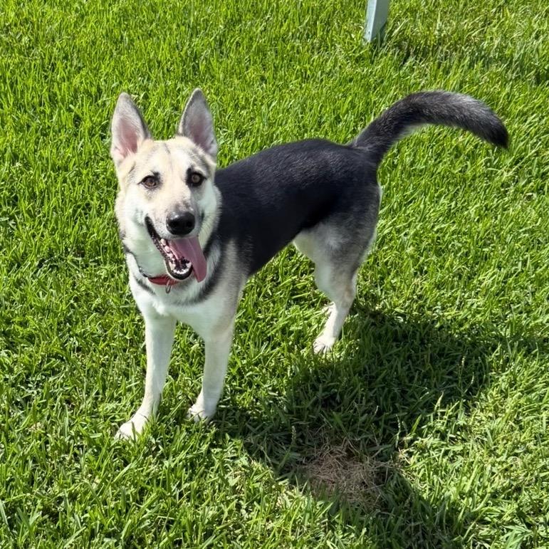 Rarity, a Adoptable Mixed Breed in Dickinson, TX image 5/6