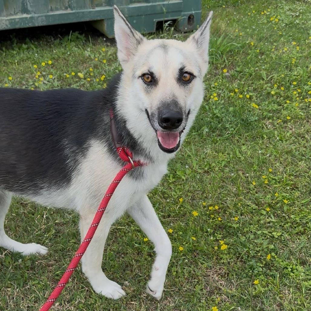 Rarity, a Adoptable Mixed Breed in Dickinson, TX image 6/6