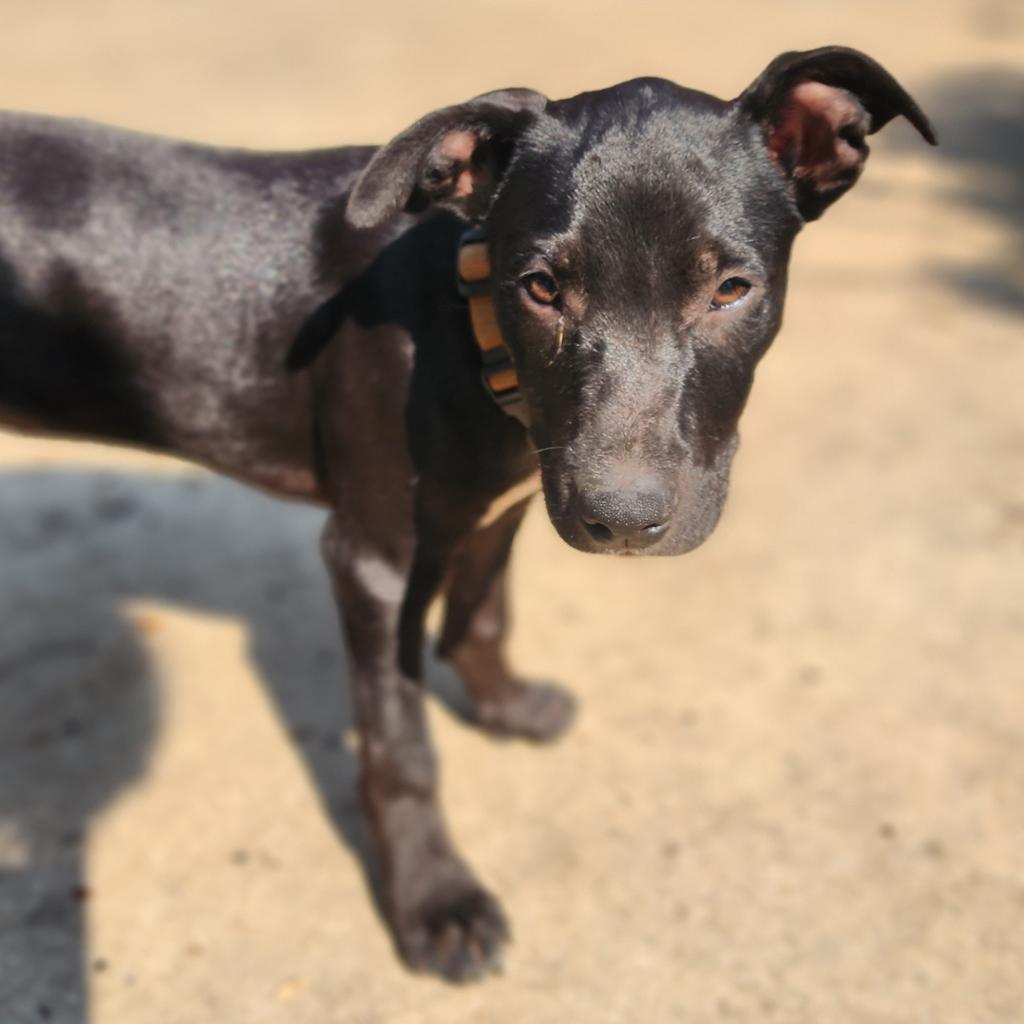 Smooch, Adoptable, Adult Male Mixed Breed.