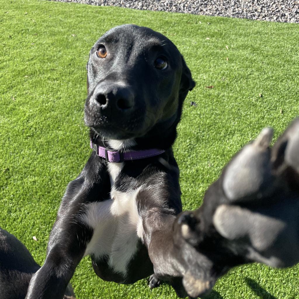 Enlarge Smooch, a Adoptable Mixed Breed in Conway, AR image 2/3