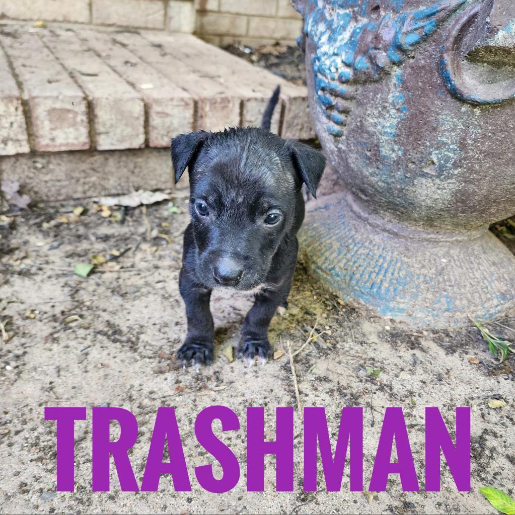 Enlarge Smooch, a Adoptable Mixed Breed in Conway, AR image 3/3