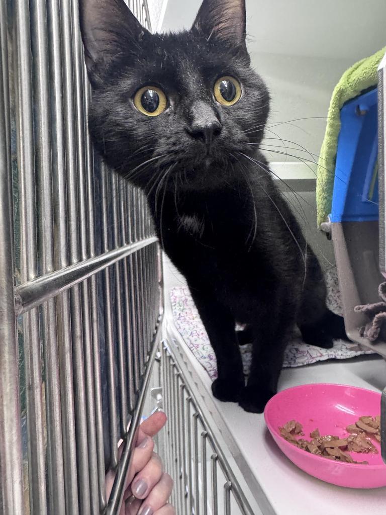 Valdez, Adoptable, Young Male Domestic Short Hair.