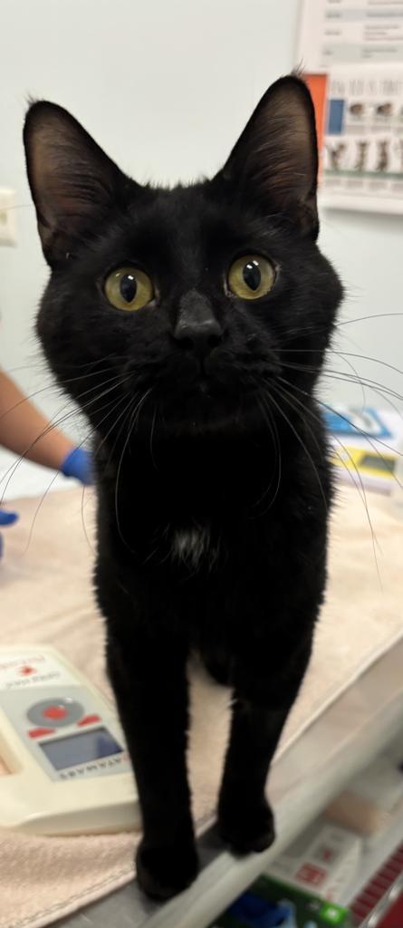 Enlarge Valdez, a Adoptable mixed breed in Saint Paul, MN image 2/2