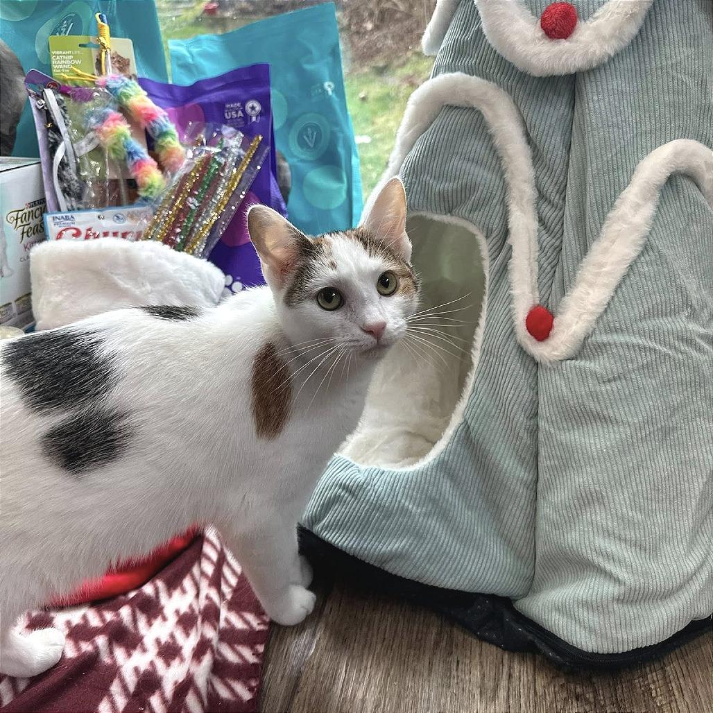 Enlarge Meadow, a Adoptable Domestic Short Hair in Leechburg, PA image 2/5