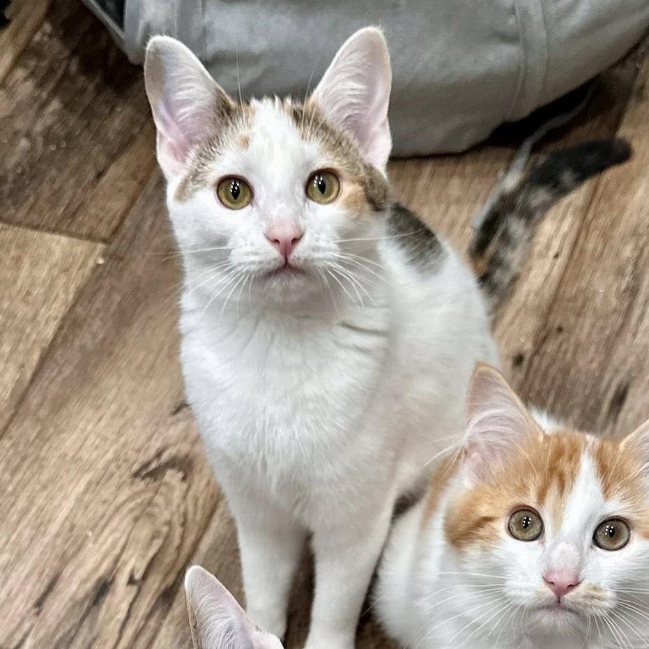 Enlarge Meadow, a Adoptable Domestic Short Hair in Leechburg, PA image 3/5