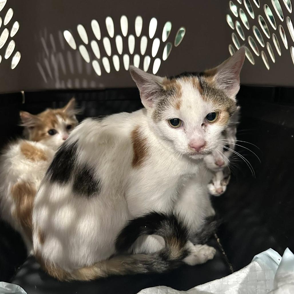 Enlarge Meadow, a Adoptable Domestic Short Hair in Leechburg, PA image 4/5