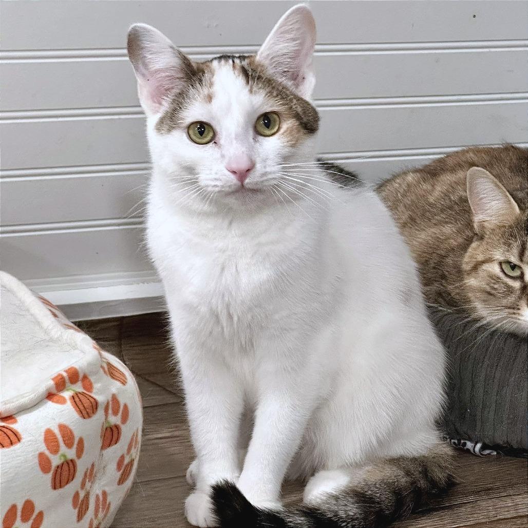 Meadow, Adoptable, Young Female Domestic Short Hair.