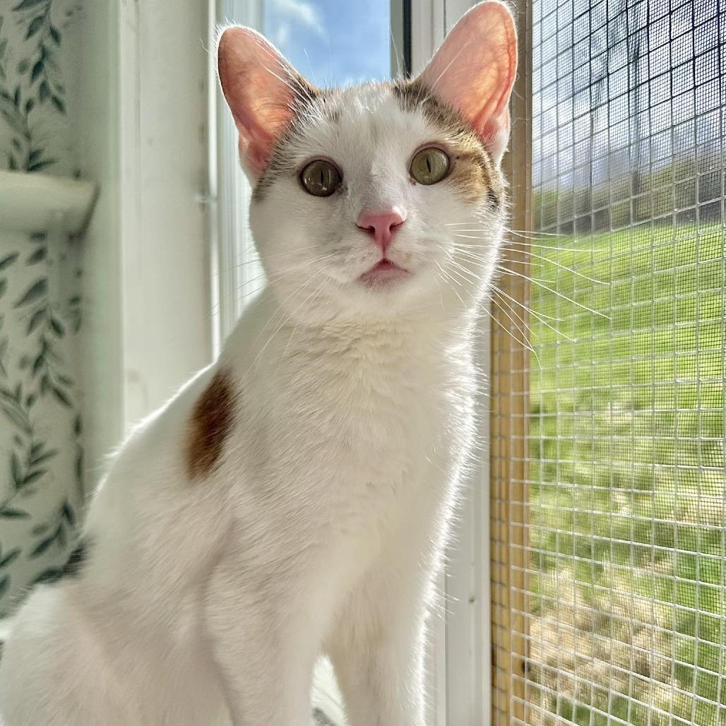 Enlarge Meadow, a Adoptable Domestic Short Hair in Leechburg, PA image 2/6