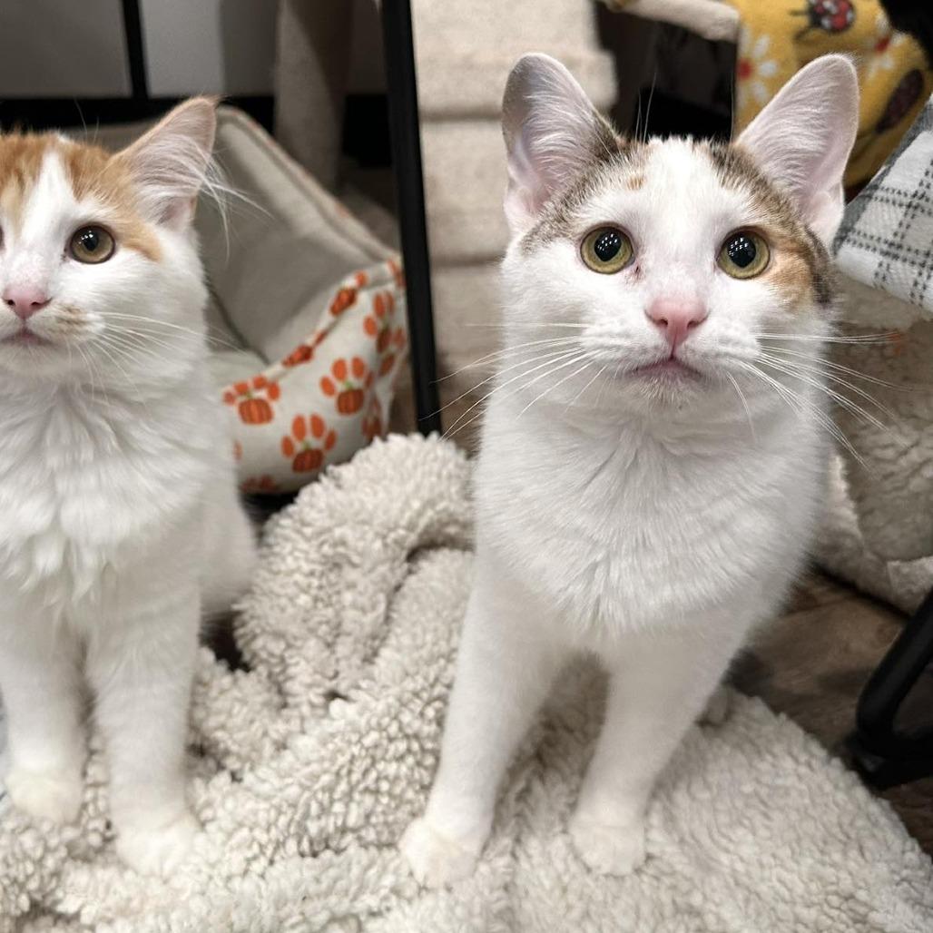 Enlarge Meadow, a Adoptable Domestic Short Hair in Leechburg, PA image 5/5