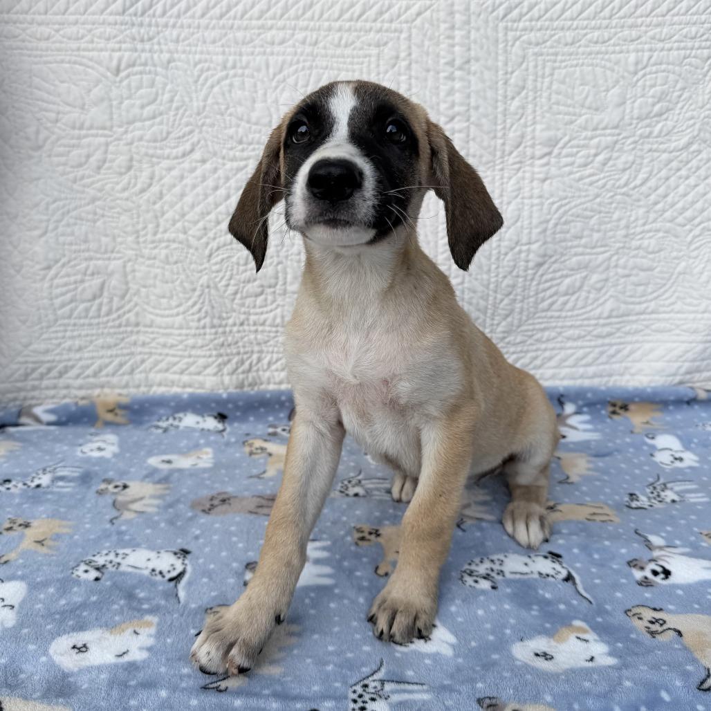 Enlarge Dance Party, a Adoptable mixed breed in Carencro, LA image 1/4