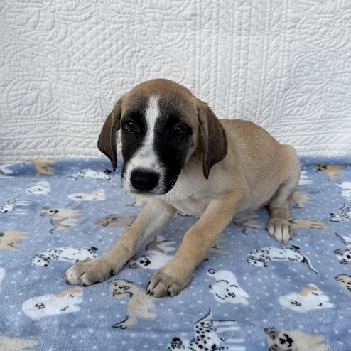 Enlarge Dance Party, a Adoptable mixed breed in Carencro, LA image 2/4