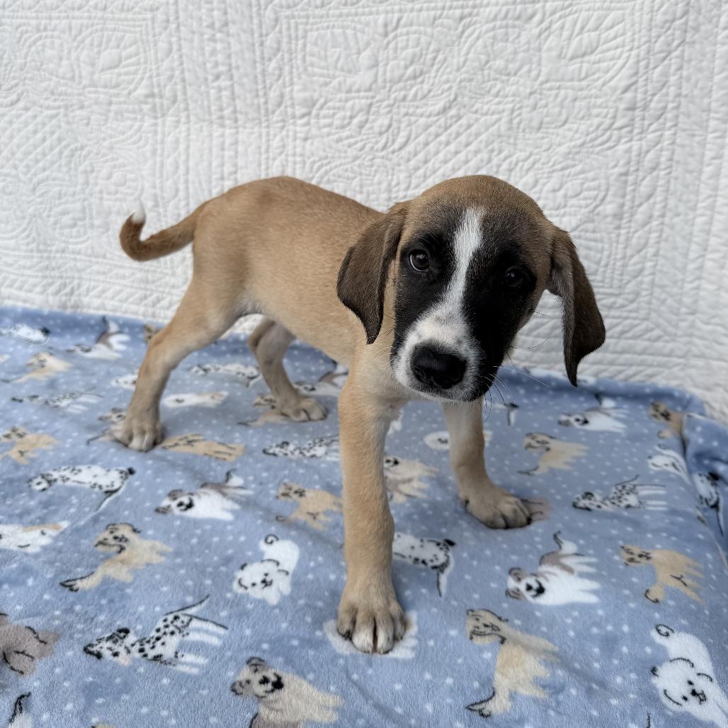 Enlarge Dance Party, a Adoptable mixed breed in Carencro, LA image 3/4