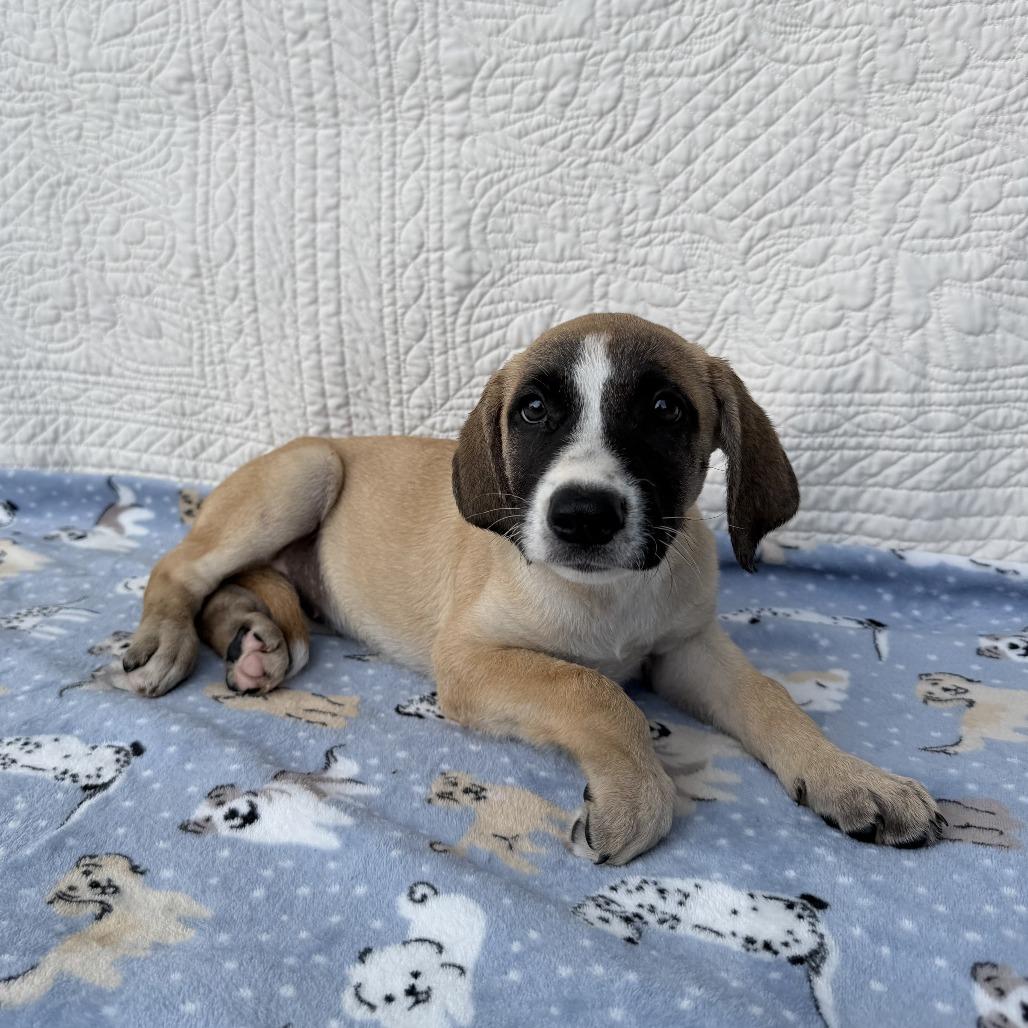 Enlarge Dance Party, a Adoptable mixed breed in Carencro, LA image 4/4