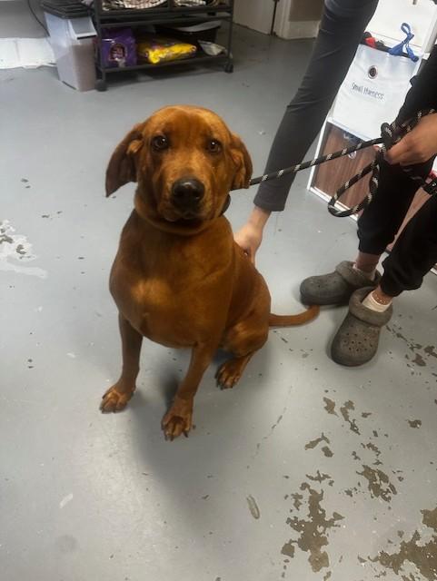 Enlarge Reba , an adoptable Redbone Coonhound in Berea, KY image 2/2