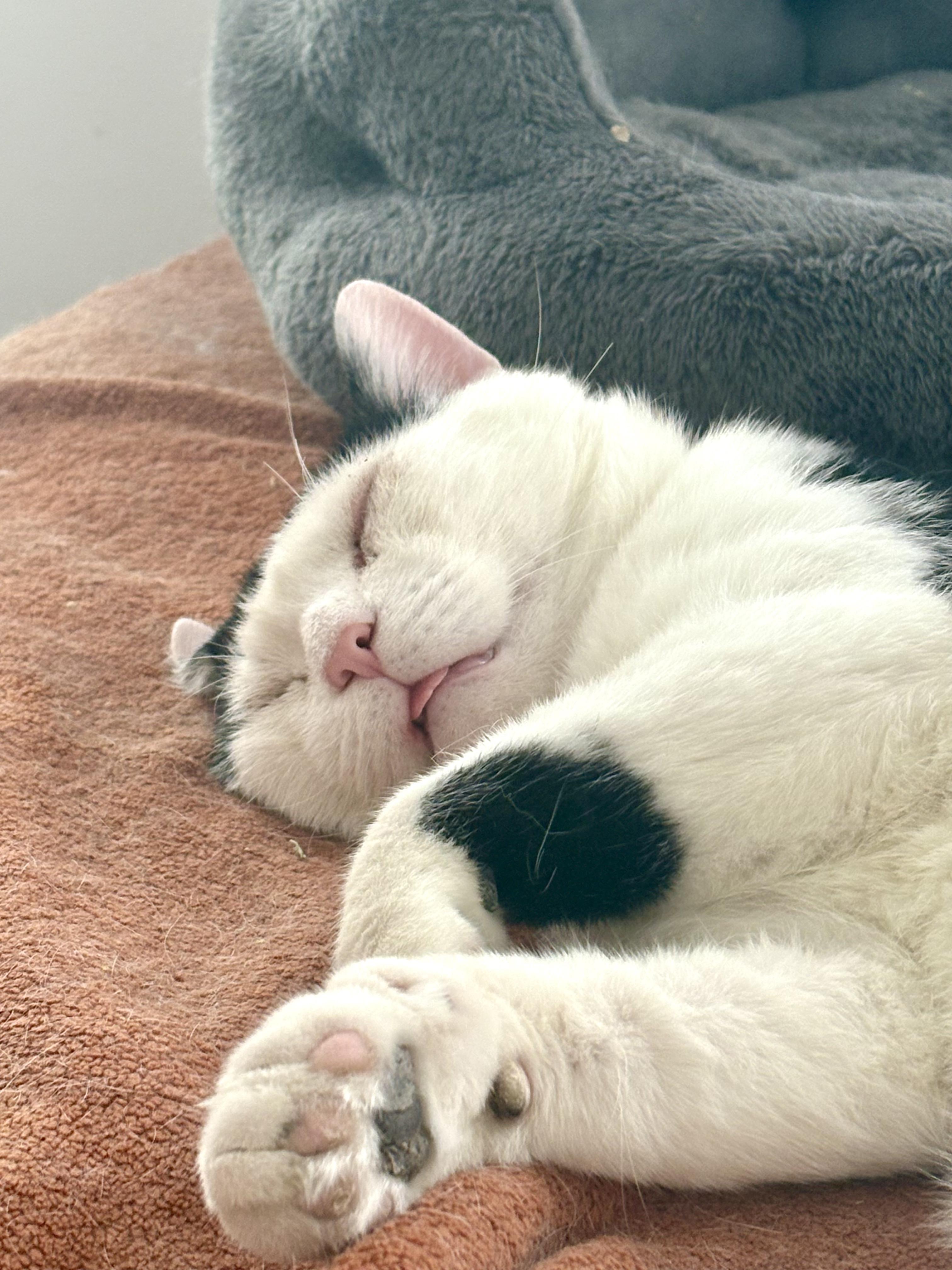 Enlarge Samwise, an adopted Domestic Short Hair in Brooklyn, NY image 5/6