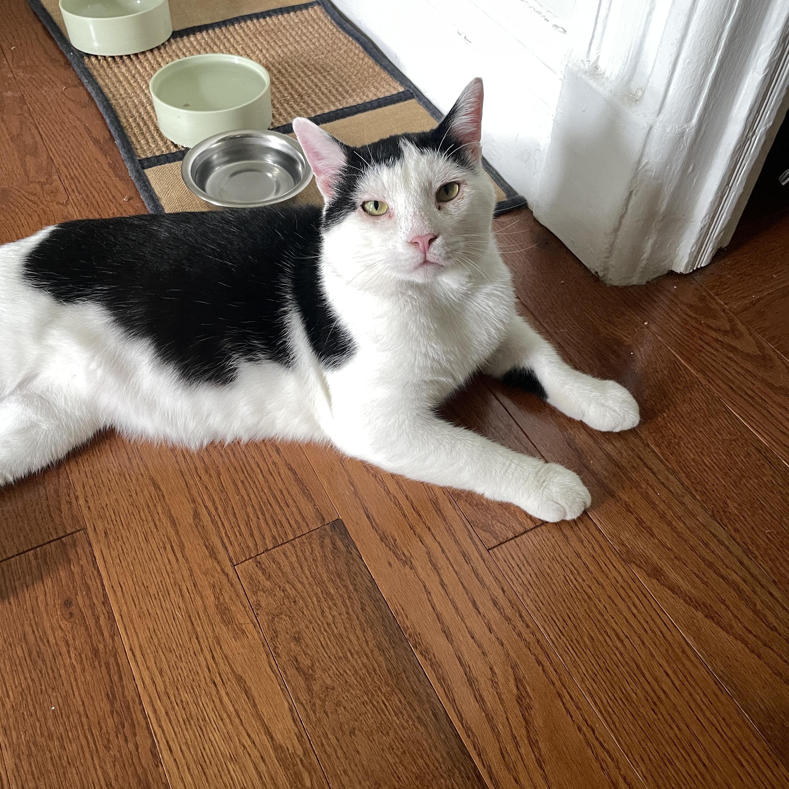 Enlarge Samwise, an adopted Domestic Short Hair in Brooklyn, NY image 3/6