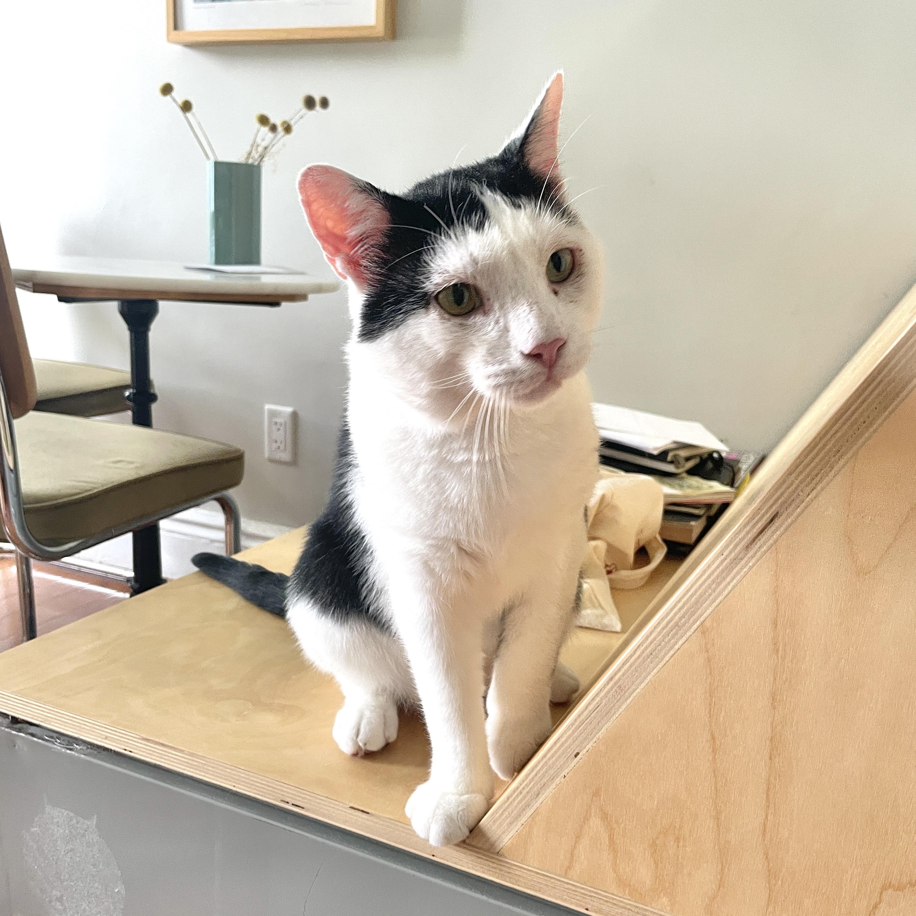 Enlarge Samwise, an adopted Domestic Short Hair in Brooklyn, NY image 1/6