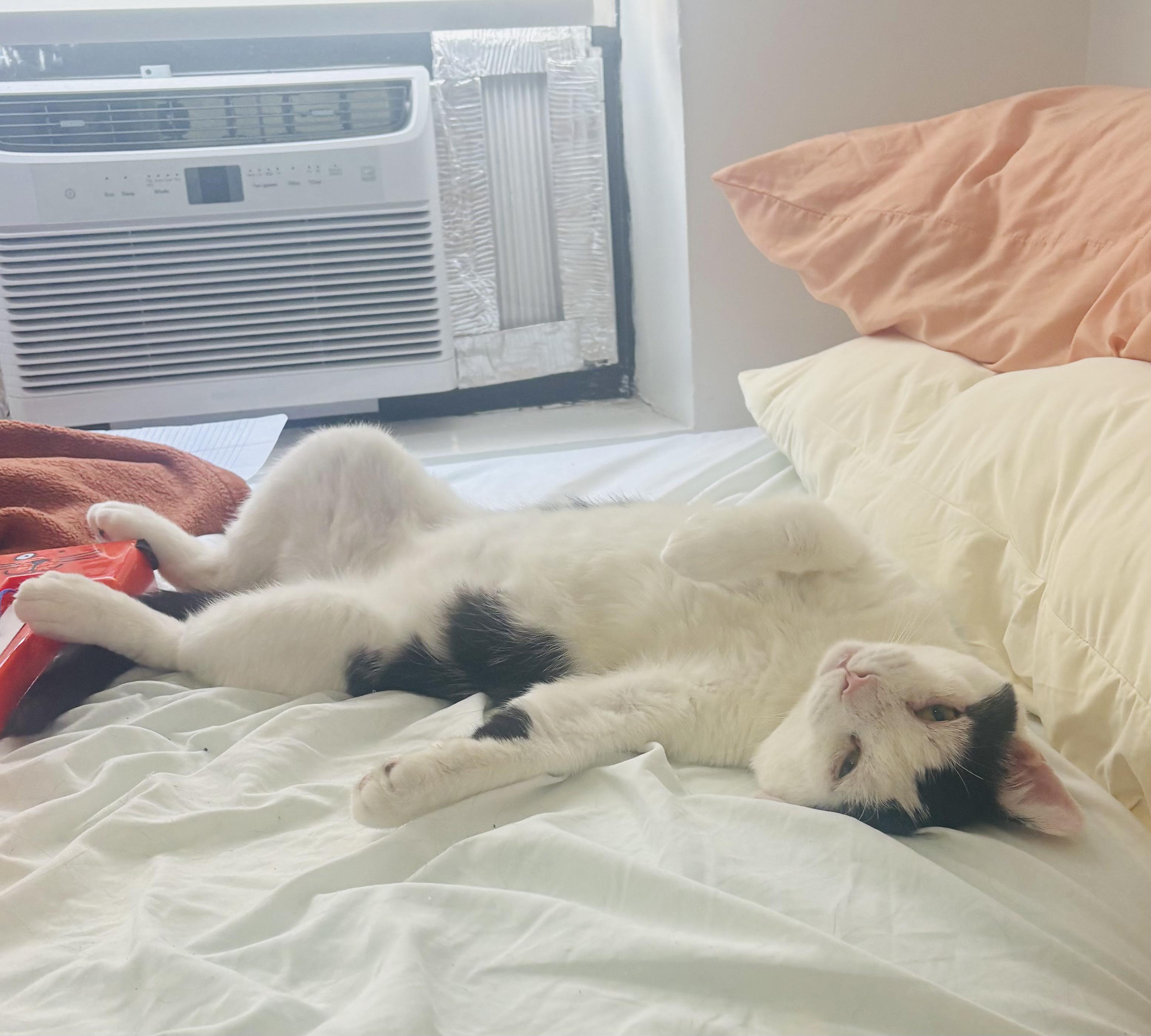 Enlarge Samwise, an adopted Domestic Short Hair in Brooklyn, NY image 6/6
