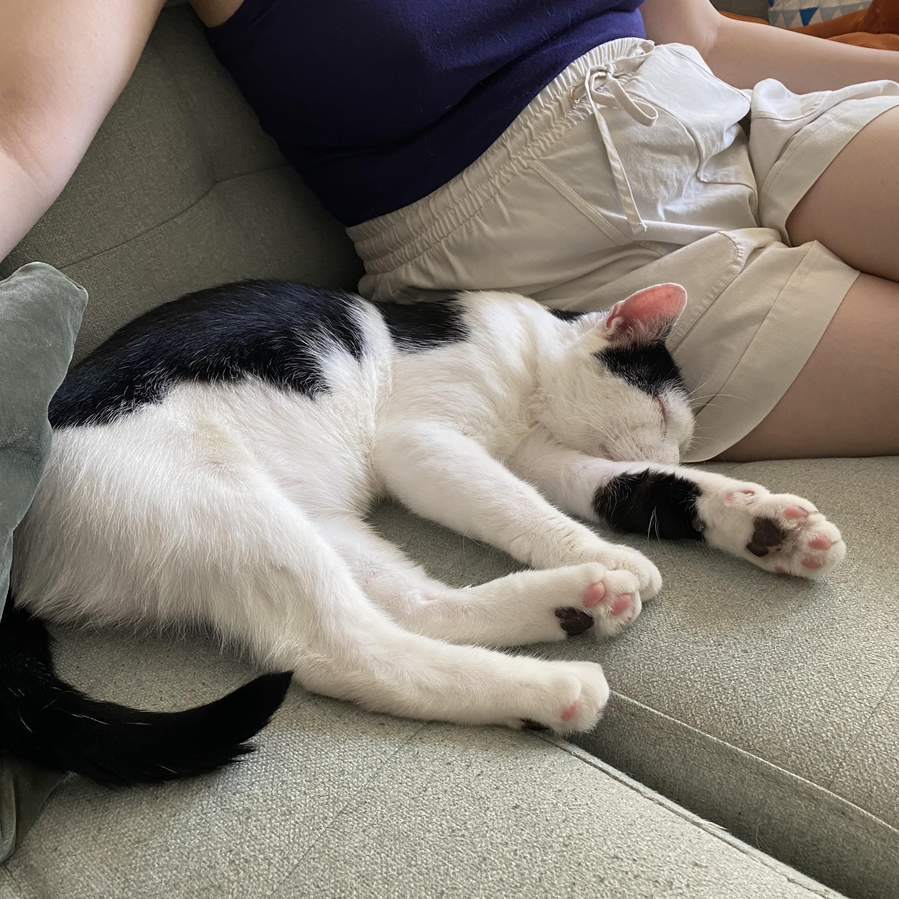 Enlarge Samwise, an adopted Domestic Short Hair in Brooklyn, NY image 2/6