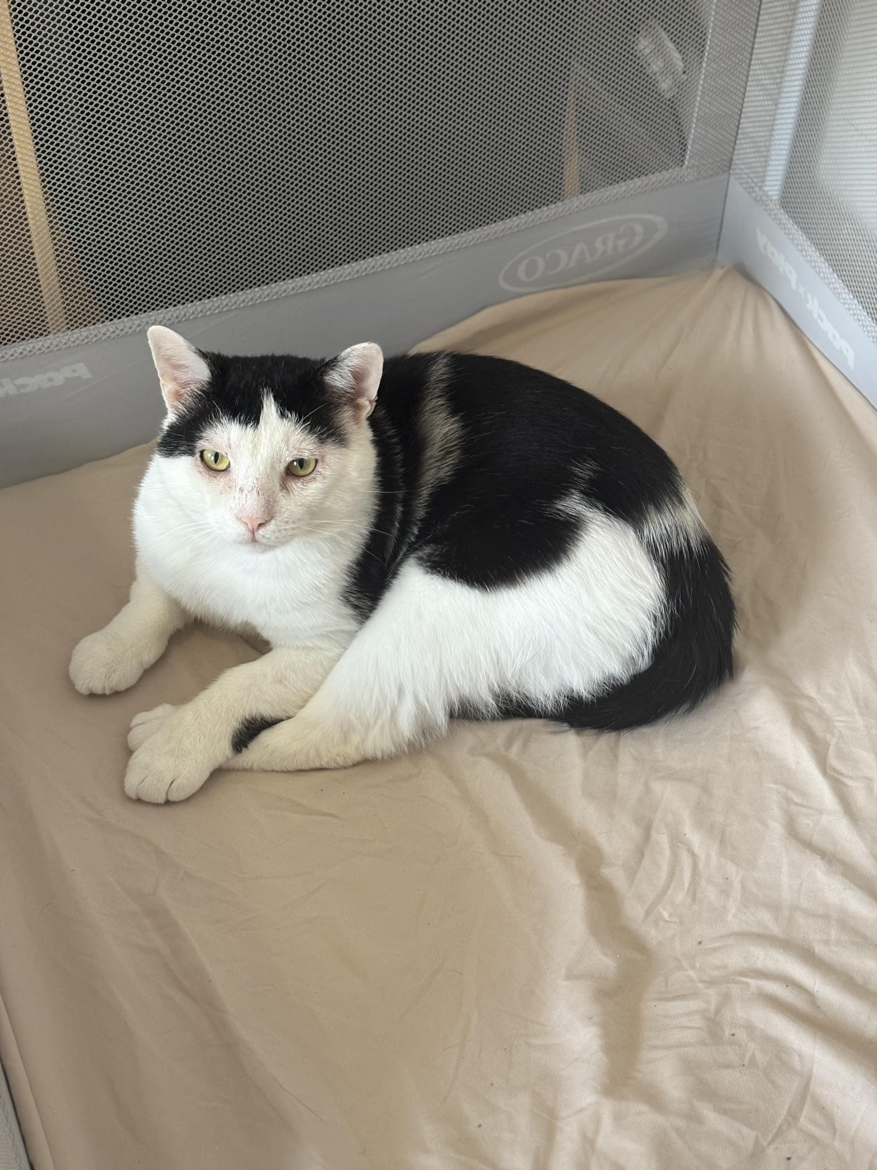 Enlarge Samwise, an adopted Domestic Short Hair in Brooklyn, NY image 4/6