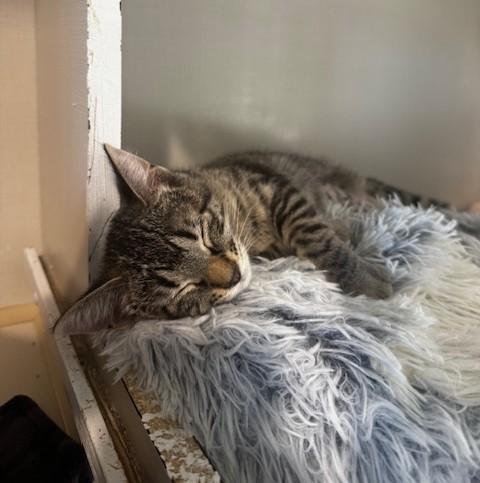 Enlarge Roo, an adopted Domestic Short Hair in Hutchinson, MN image 2/4