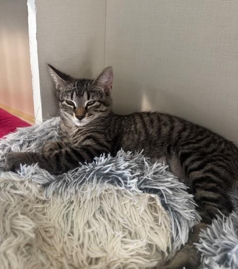 Enlarge Roo, an adopted Domestic Short Hair in Hutchinson, MN image 1/4