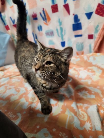 Shiloh, Adult Female Domestic Short Hair