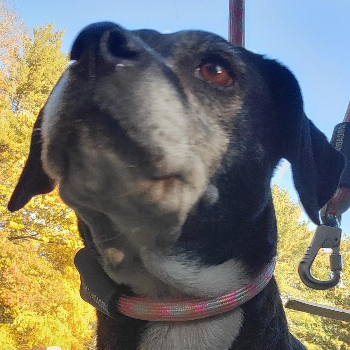 Enlarge Helene, a ADOPTABLE mixed breed in Mountain City, TN image 1/1