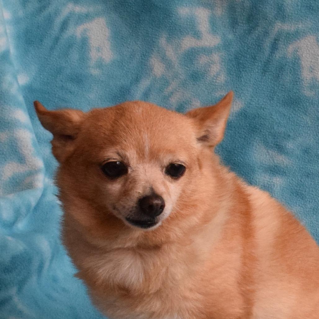 Snowball, Adoptable, Senior Female Chihuahua & Pomeranian.
