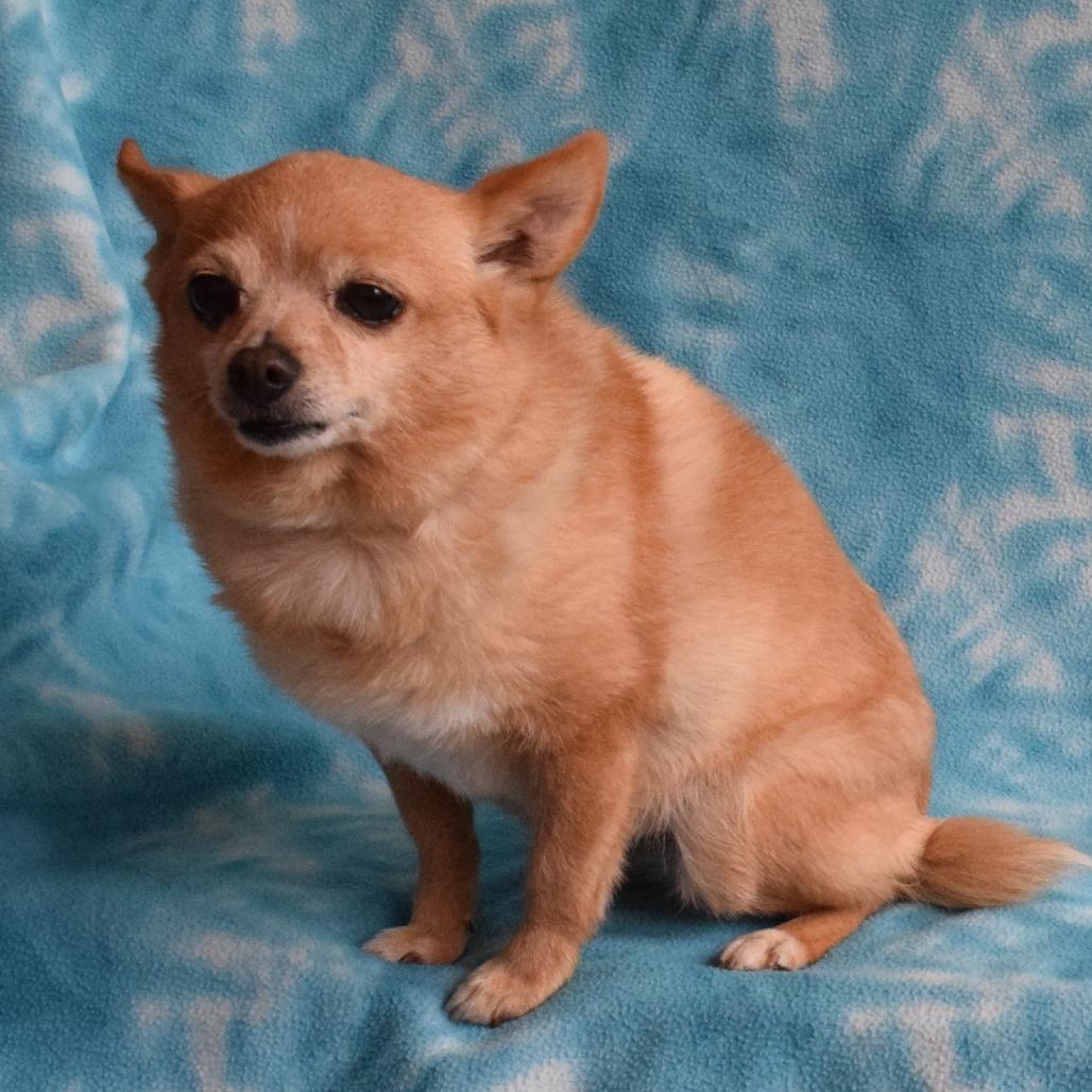 Enlarge Snowball, a Adoptable mixed breed in Eureka, CA image 2/4