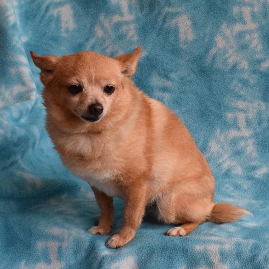 Enlarge Snowball, a Adoptable mixed breed in Eureka, CA image 3/4