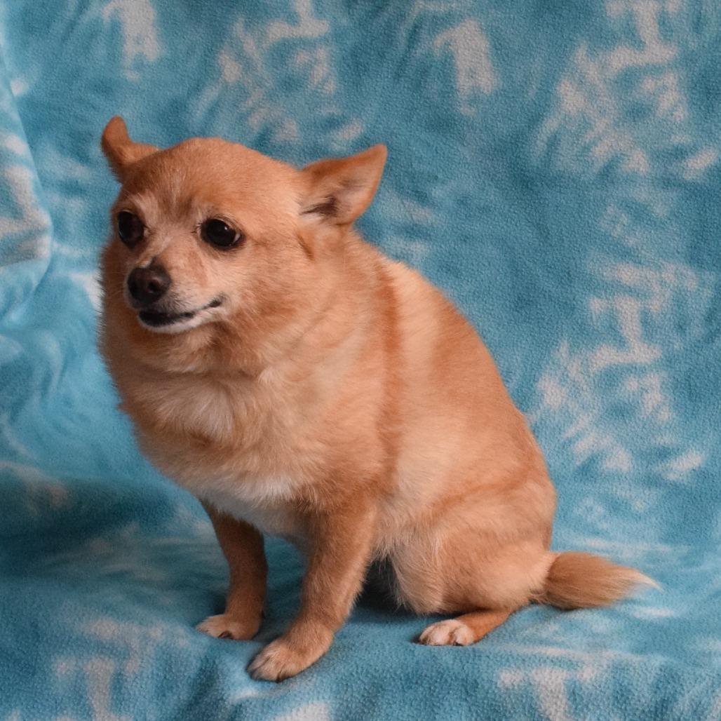 Enlarge Snowball, a Adoptable mixed breed in Eureka, CA image 4/4