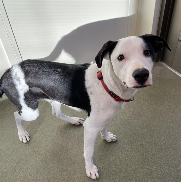 Enlarge KRONK, a Adoptable mixed breed in Lees Summit, MO image 1/1