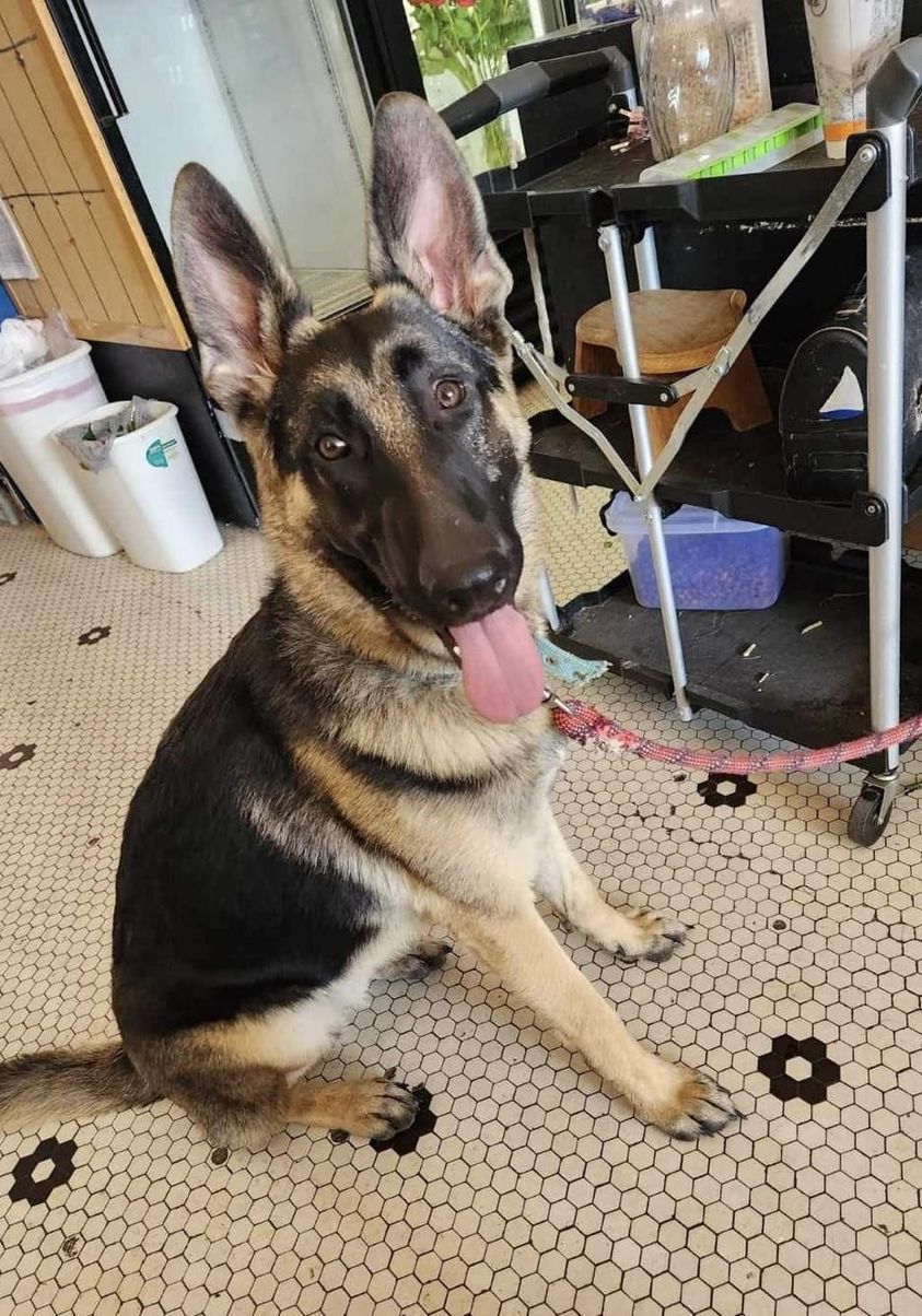 Rider, Adopted, Young Male German Shepherd Dog.