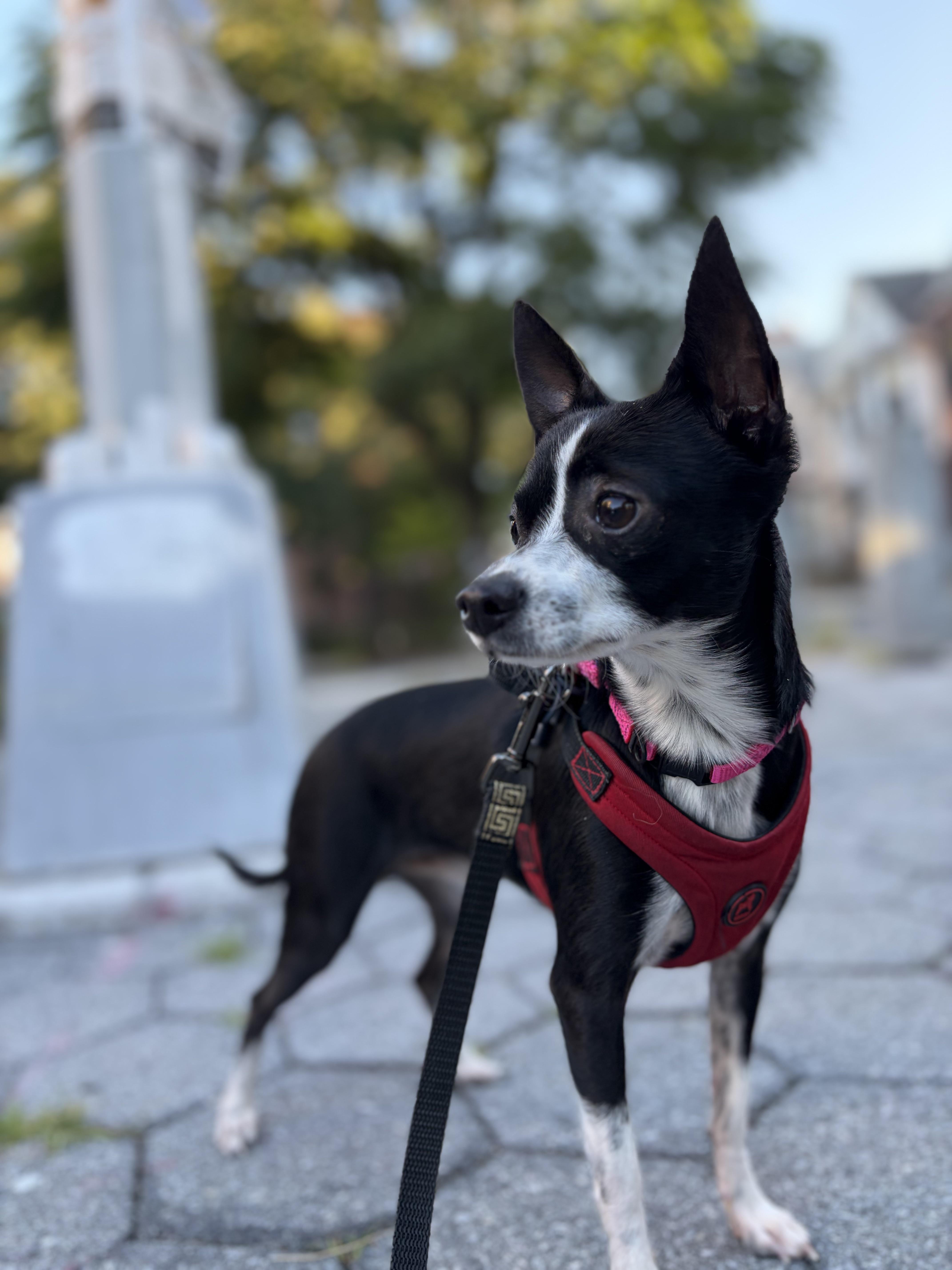 Oreo, ADOPTABLE, Young • Male, Chihuahua.