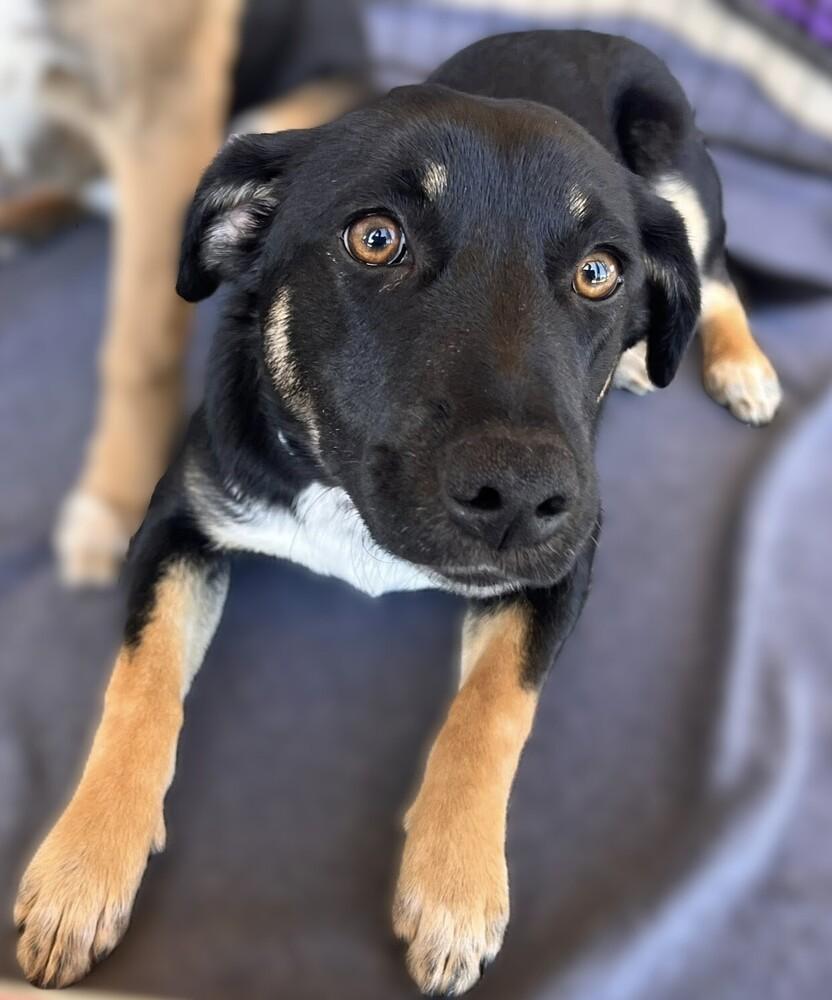 Enlarge Andie, a Adoptable mixed breed in Acworth, GA image 1/2