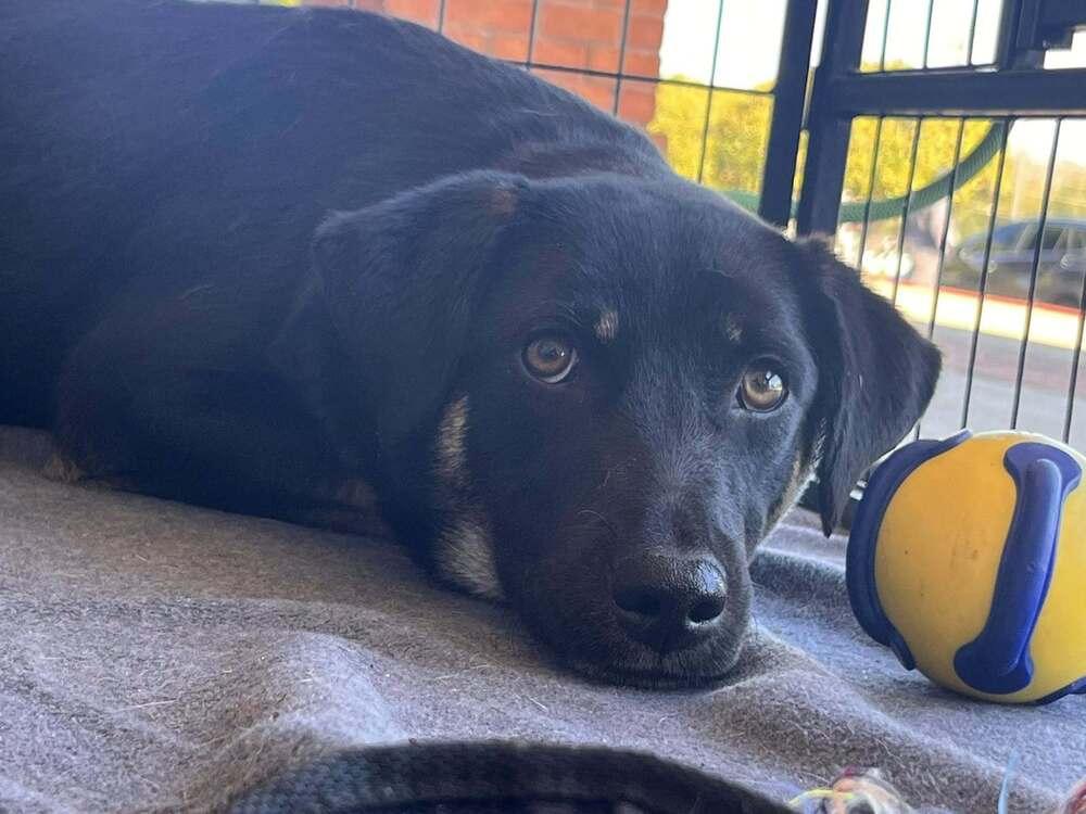 Enlarge Andie, a Adoptable mixed breed in Acworth, GA image 2/2