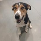 Enlarge Oakley, a ADOPTABLE Australian Cattle Dog / Blue Heeler in Santa Cruz, CA image 1/1