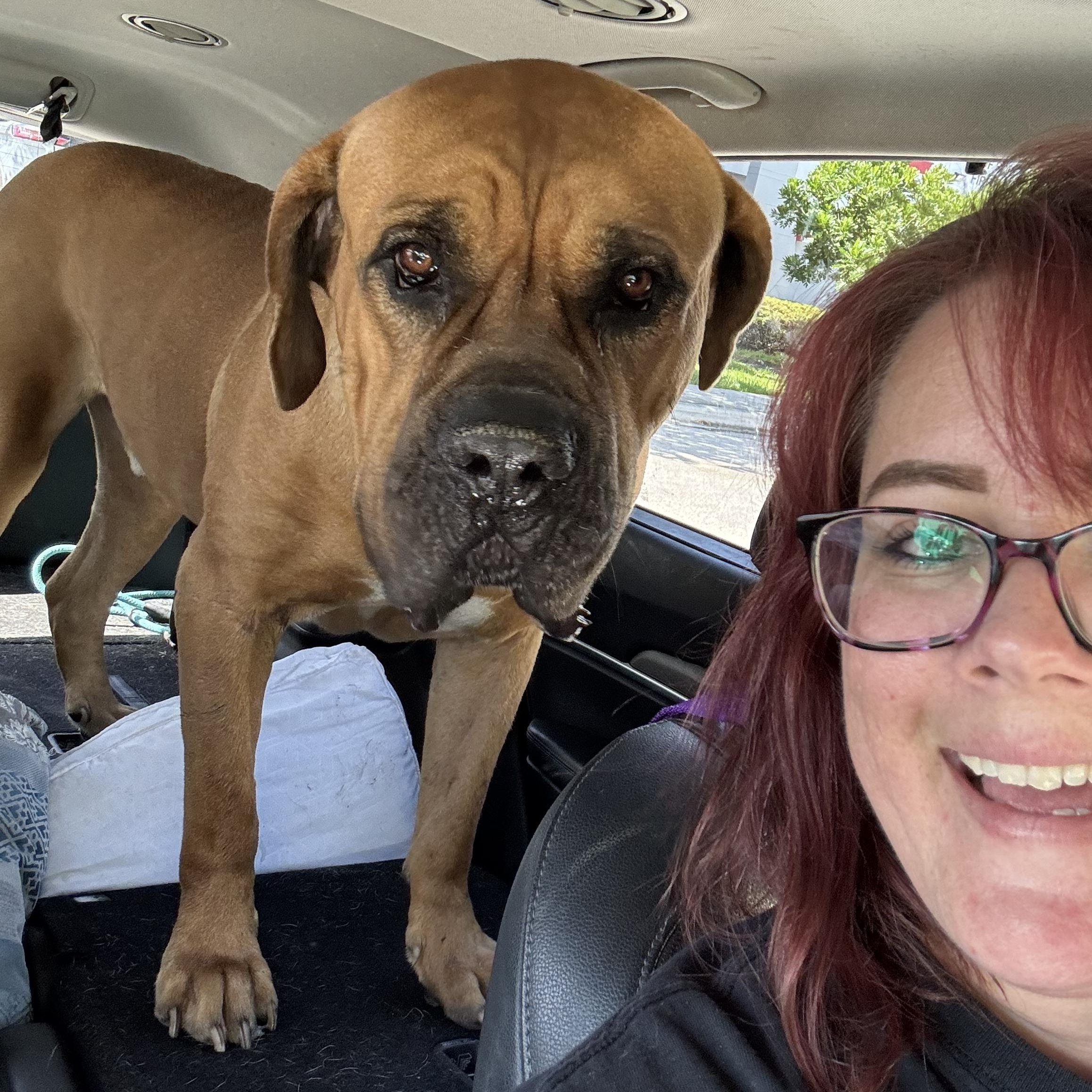 Enlarge Teddy, a Adoptable Boerboel in Port Saint Lucie, FL image 5/5