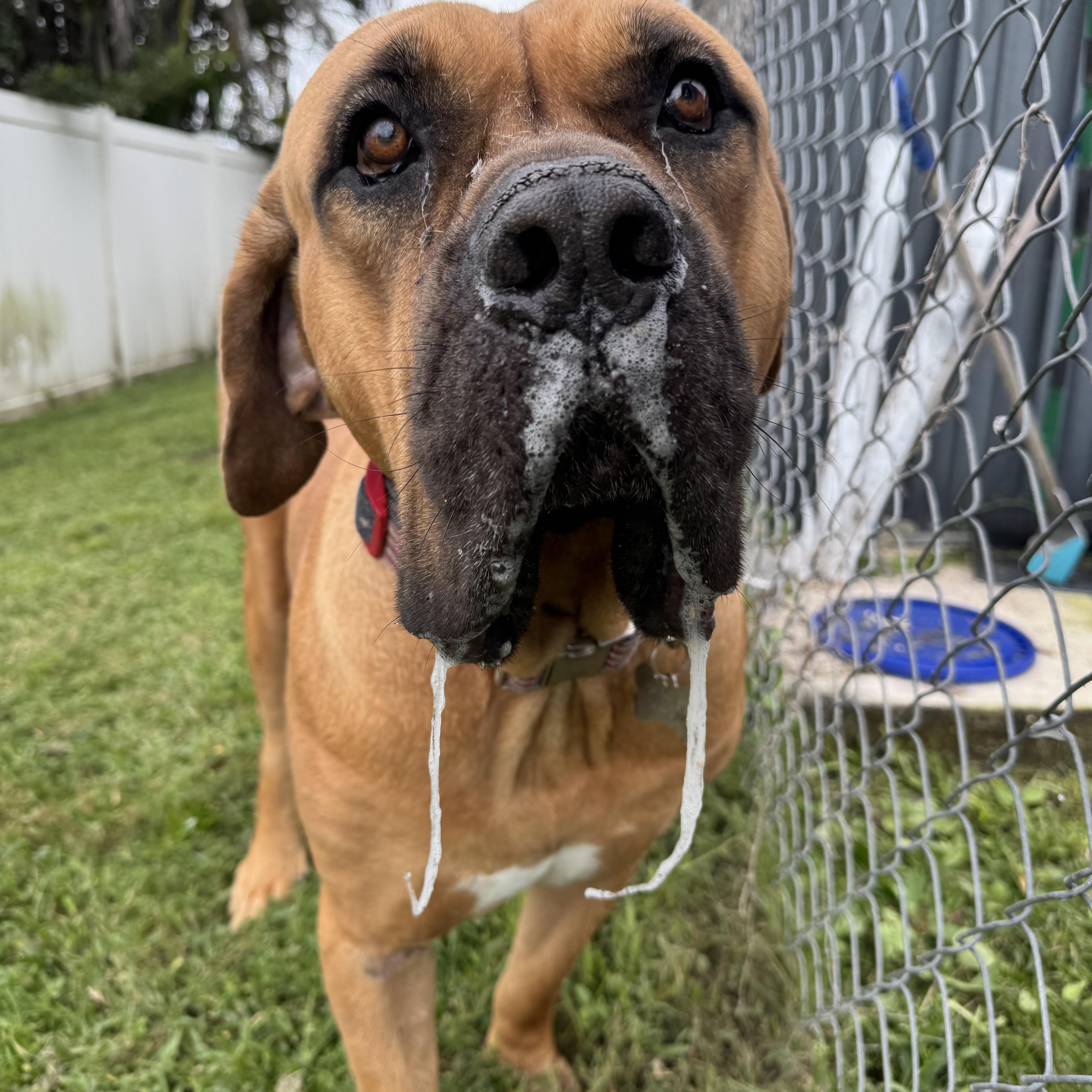 Enlarge Teddy, a Adoptable Boerboel in Port Saint Lucie, FL image 2/5