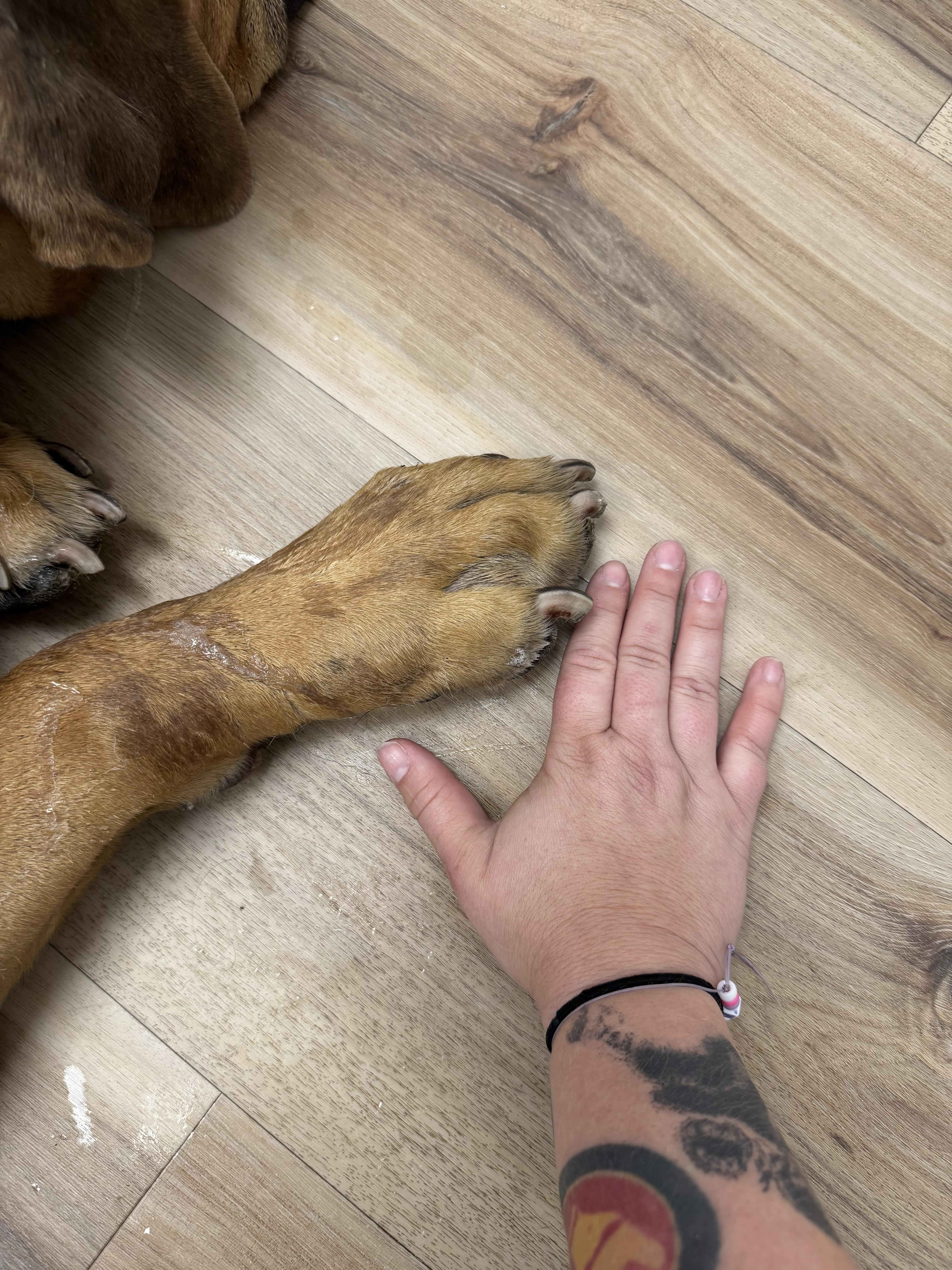 Enlarge Teddy, a Adoptable Boerboel in Port Saint Lucie, FL image 3/5
