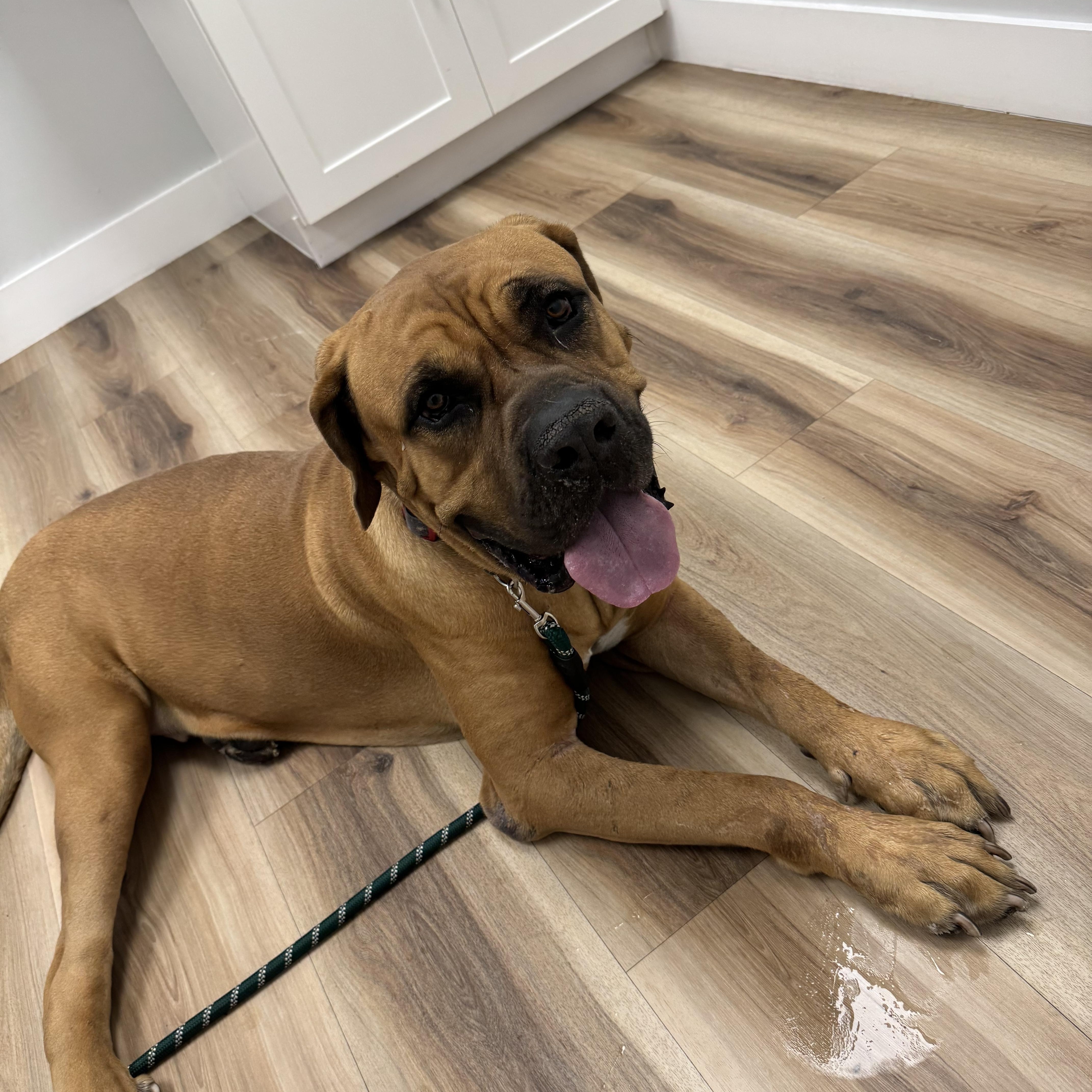 Teddy, Adoptable, Young Male Boerboel.