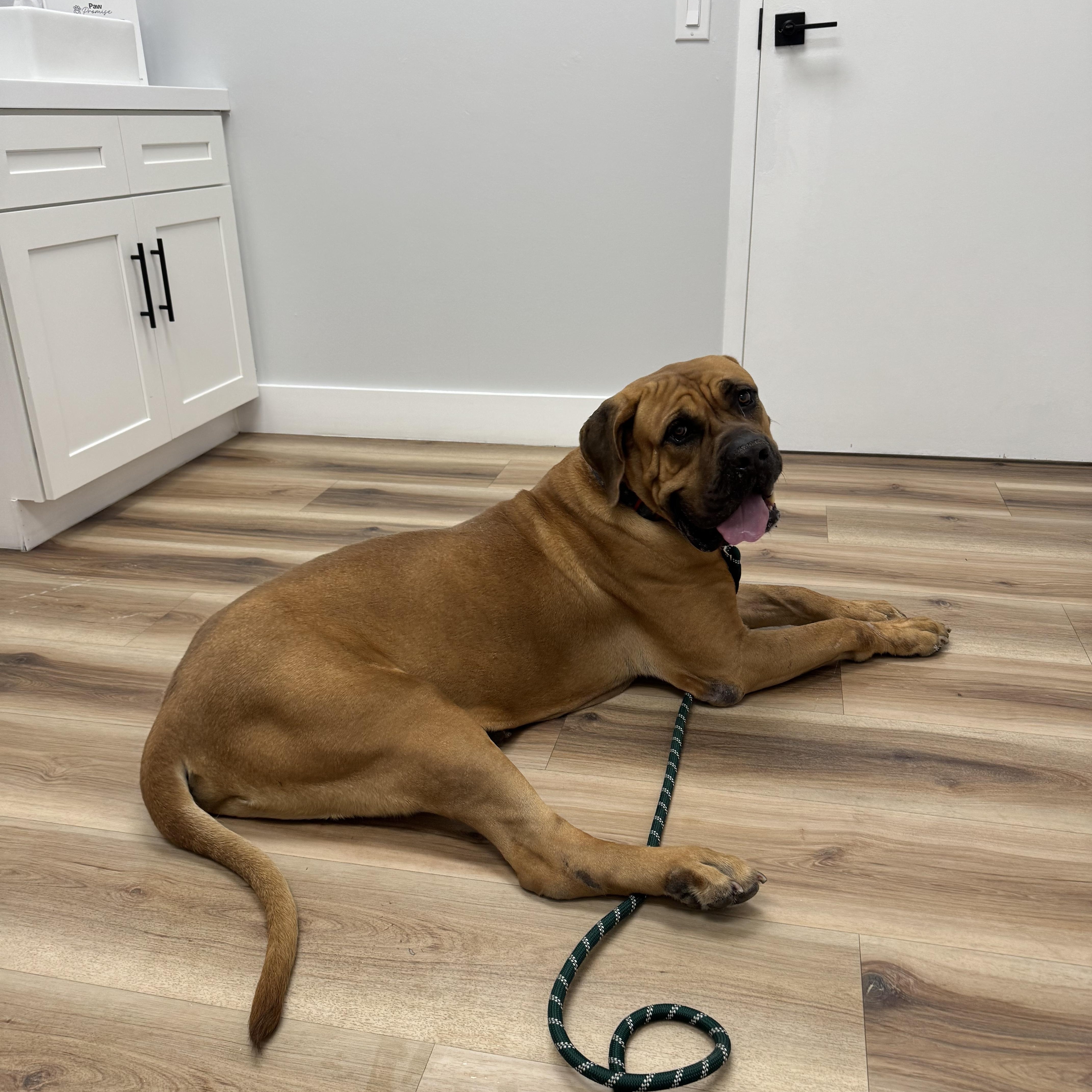 Enlarge Teddy, a Adoptable Boerboel in Port Saint Lucie, FL image 4/5