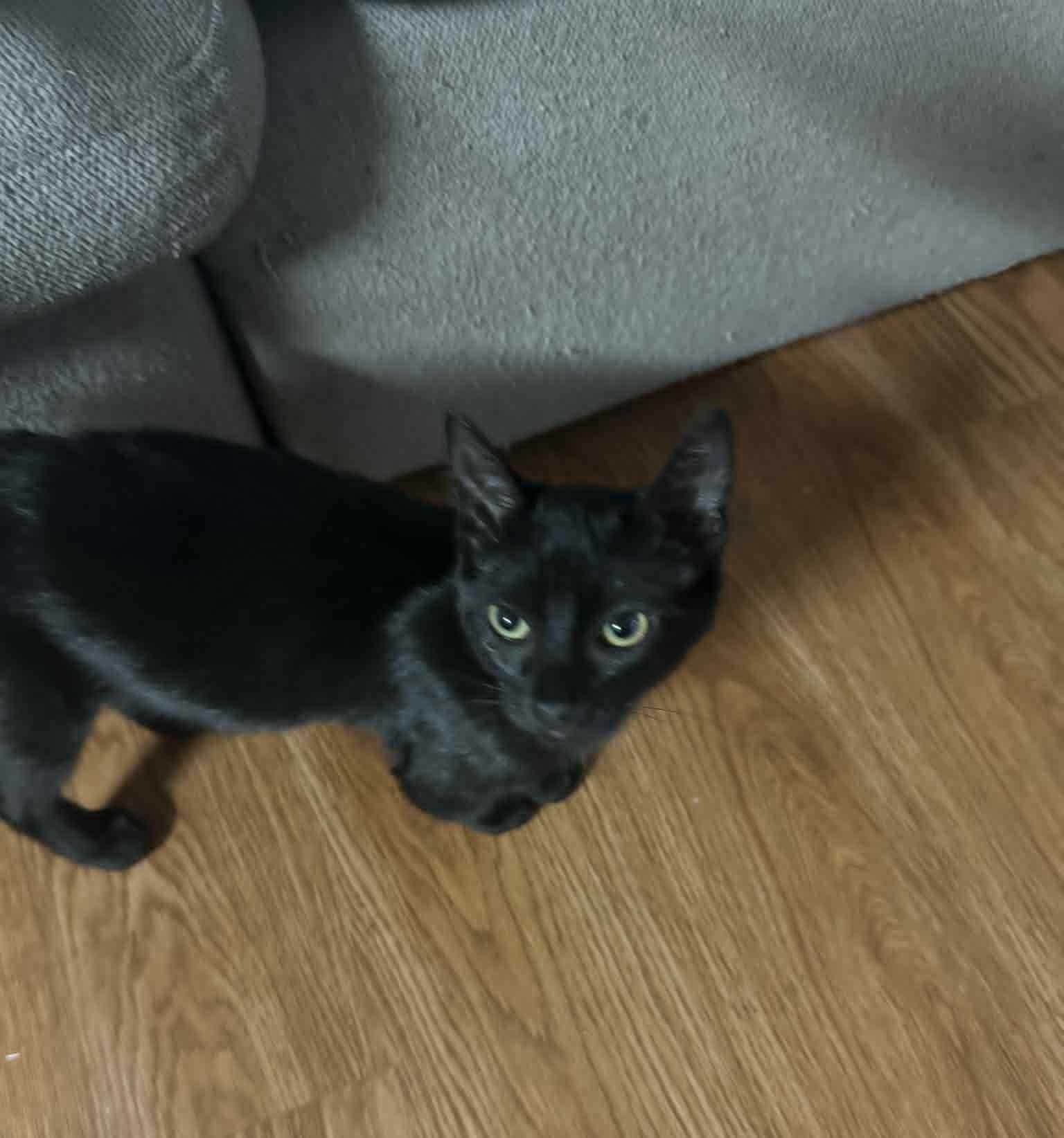 Beck, Adoptable, Young Female Domestic Short Hair.