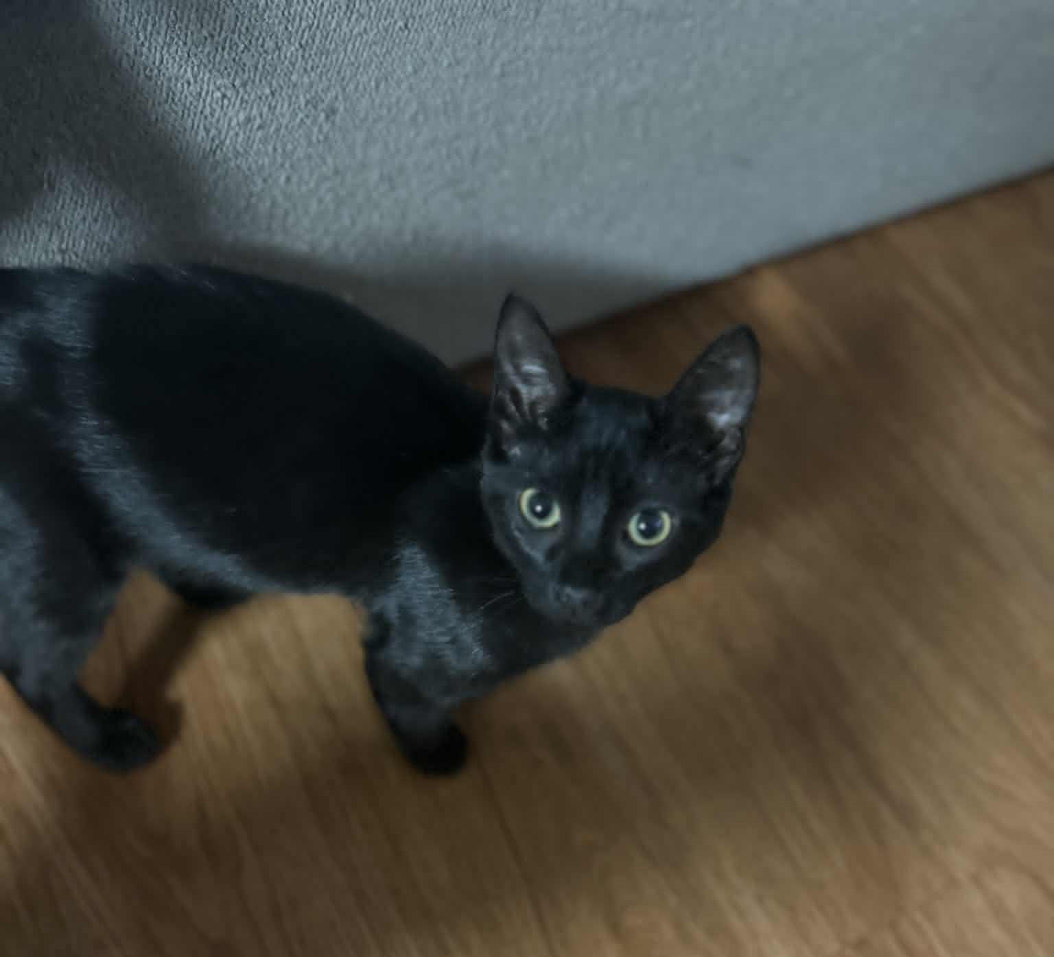 Enlarge Beck, a Adoptable Domestic Short Hair in Mansfield, TX image 2/2