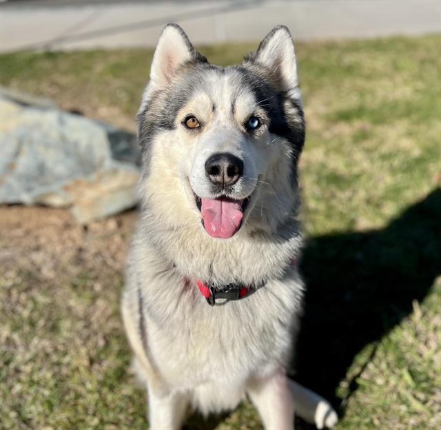 Enlarge RAPHAEL, a Adoptable Husky in Auburn, CA image 1/2