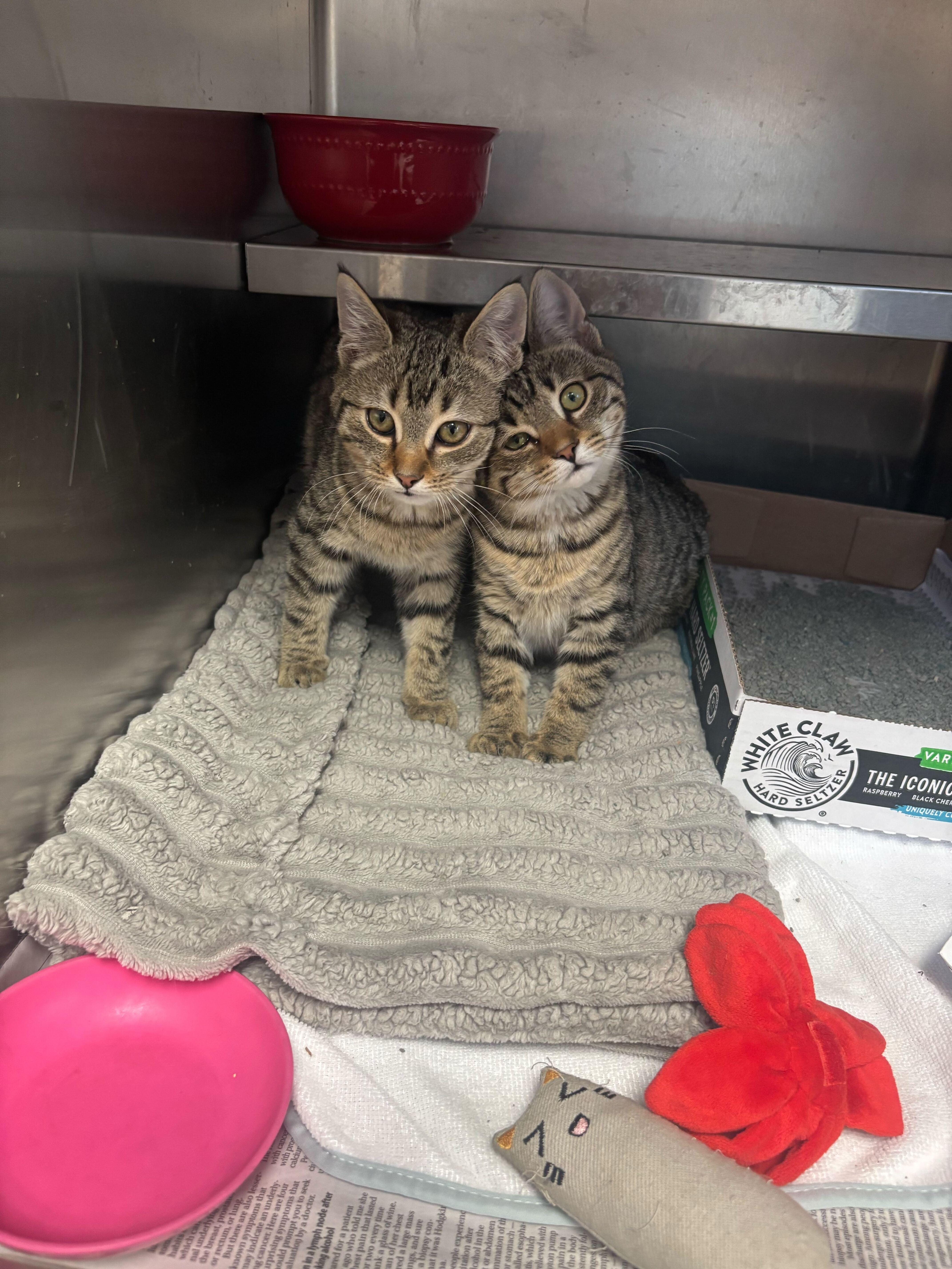 Cleo DeNile and Clawed, adopted, Kitten Male Domestic Short Hair.